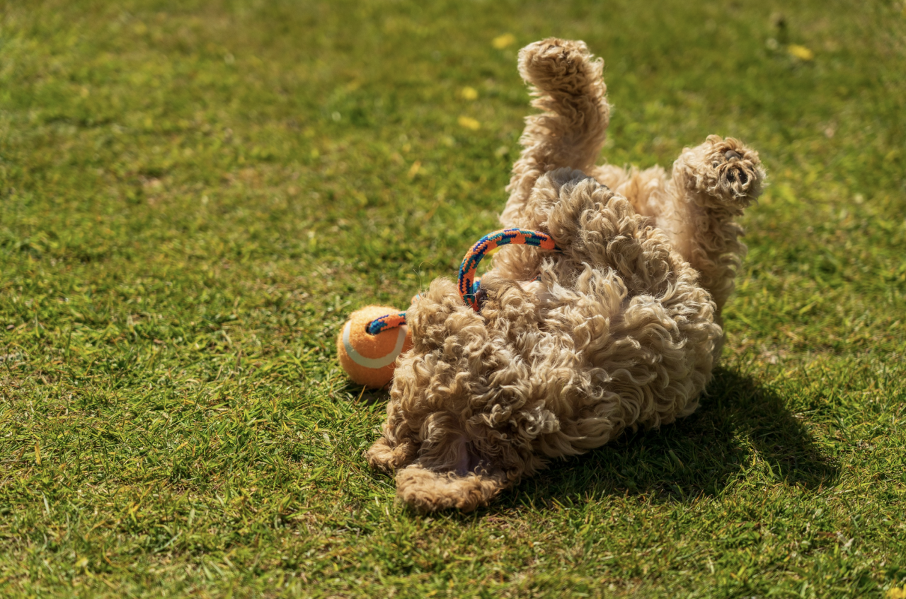 A happy poodle mix dog is rolling on the grass and holding his favourite toy. no resource guarding